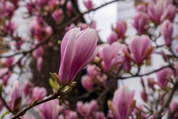 istock Pink Magnolia flowers 1920677048