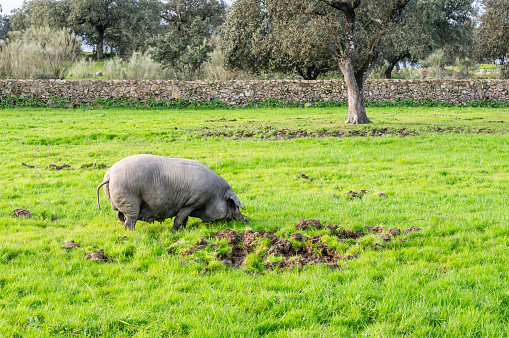 Connection with the Land: Iberian Pig Rooting in the Green Meadow, with a Background of Stone and Holm Oaks.