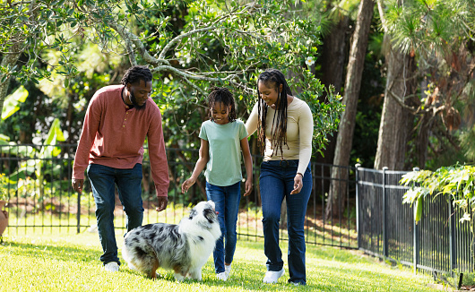 An African-American family with a 10 year old daughter walking together in a yard surrounded by greenery. They are looking down at their dog, a mini Australian shepherd which is in front of them looking up at the girl.