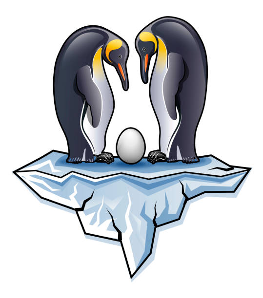 ilustrações de stock, clip art, desenhos animados e ícones de couple of antarctica king penguin with egg standing on iceberg illustration - penguin animal white background king penguin