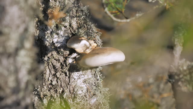 Closer look of the betulinus mushroom on the tree.geology shot