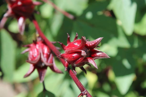 istock Red flowers in the garden 1920858926