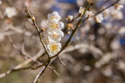 Red plum flowers at Atami plum park in Shizuoka daytime. High quality photo. Atami district Shizuoka Japan 01.25.2023 Here is a plum park in Shizuoka.