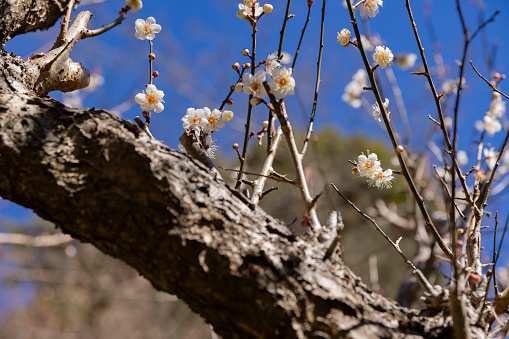 Red plum flowers at Atami plum park in Shizuoka daytime. High quality photo. Atami district Shizuoka Japan 01.25.2023 Here is a plum park in Shizuoka.