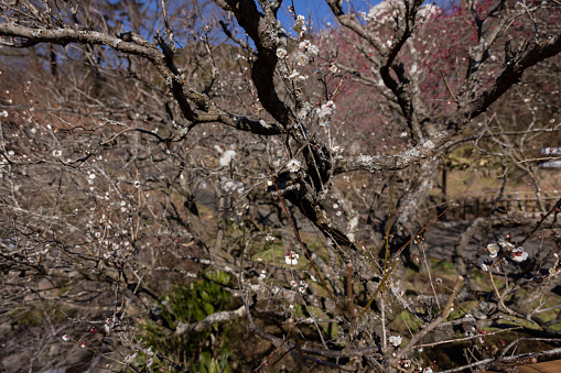 Red plum flowers at Atami plum park in Shizuoka daytime. High quality photo. Atami district Shizuoka Japan 01.25.2023 Here is a plum park in Shizuoka.