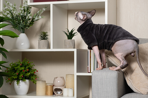 The Canadian Sphynx cat tries to reach houseplants. Cats and Houseplants.