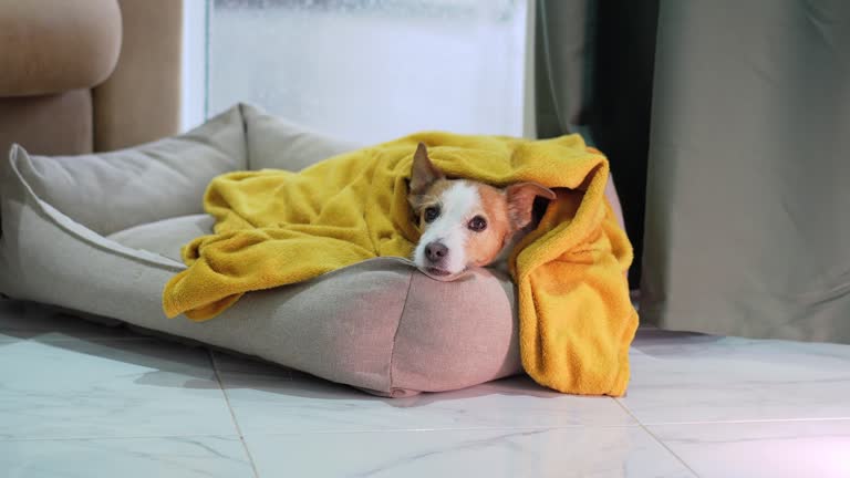 Camera focus shifts from one dog to another, highlighting a Jack Russell Terrier