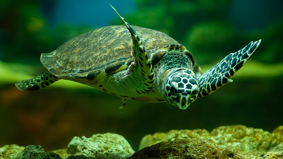 Hawksbill turtle or Eretmochelys imbricata is swimming in the water