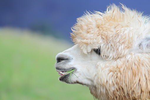 A Portrait of Huacaya Alpaca seen from close to the side