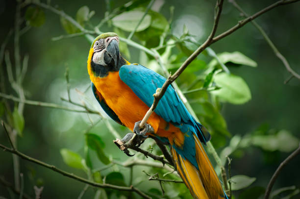 colorful scarlet macaw bird