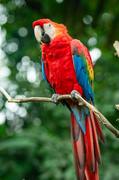 istock colorful scarlet macaw bird 1920910687