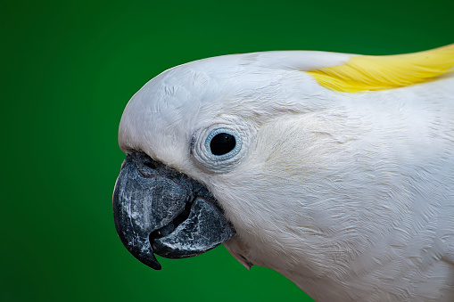 head shot portrait of a white parrot or Wild Cockatoo