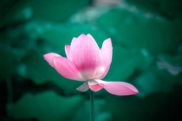 istock Lotus Flower in Beijing Summer Palace 1920916019