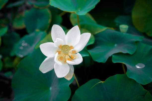 In the small summer season, Beijing, the royal garden Summer Palace beside the west embankment of the lotus in full bloom, delicate and charming, beautiful.