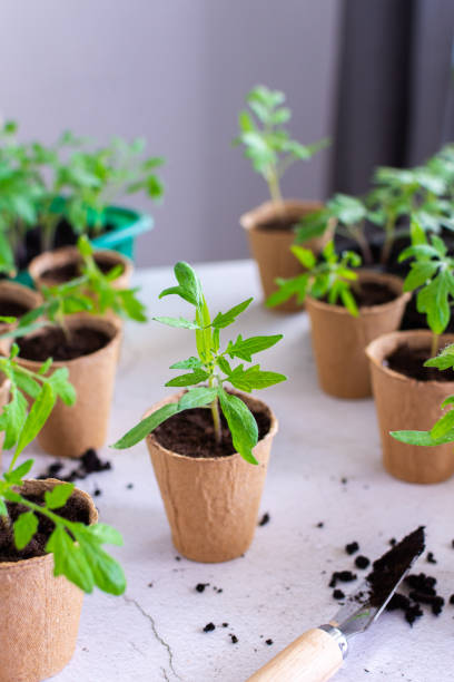 istock Transplanting seedlings, pricking out 1920928294