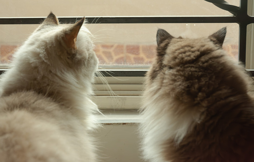 Image of Two Ragdoll Cats staring balcony from window.