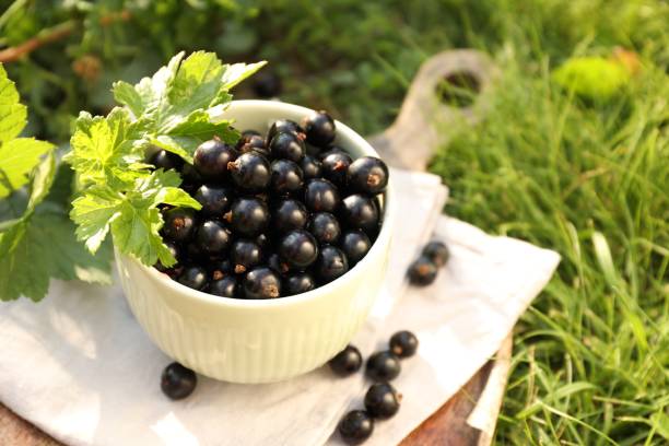 istock Ripe blackcurrants in bowl and leaves on green grass. Space for text 1920932596