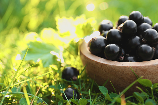 Ripe blackcurrants in bowl on green grass, closeup. Space for text