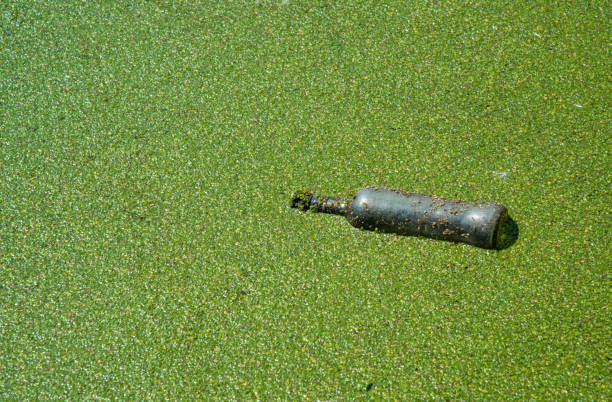 istock Floating garbage in a pond overgrown with floating duckweed and Wolffia plants, Odessa Ukraine 1920935823