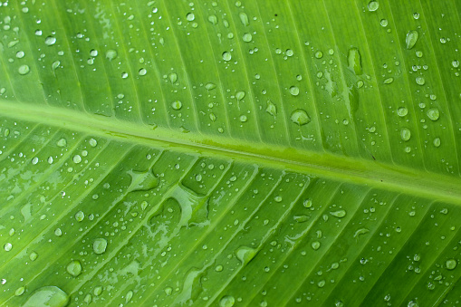 banana leaves with raindrops. banana leaf background