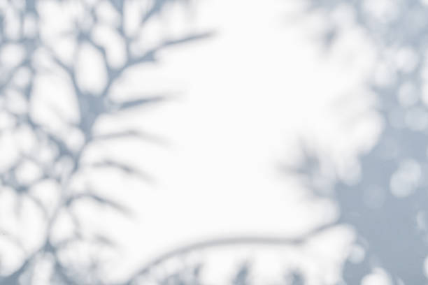 Abstract natural tree leaves shadow on white wall background