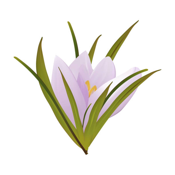 istock Crocus flower bud, spring flower. Tender plant, seasonal botany, realistic delicate wildflower. Beautiful, isolated blooming crocus. Saffron, herbaceous perennial iris. Snowdrop bud. Vector. 1920952516