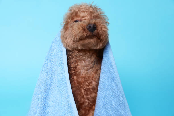 istock Cute Maltipoo dog wrapped in towel on light blue background 1920958487