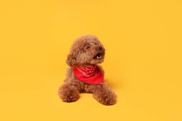 istock Cute Maltipoo dog with bandana on orange background 1920958541