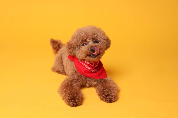 istock Cute Maltipoo dog with bandana on orange background 1920958558