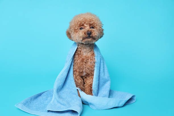 istock Cute Maltipoo dog wrapped in towel on light blue background 1920960175