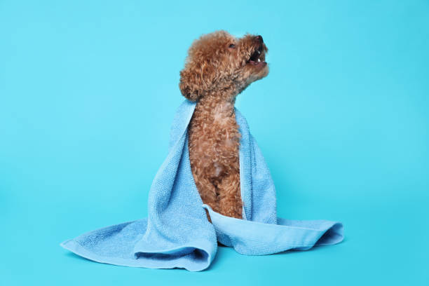 istock Cute Maltipoo dog wrapped in towel on light blue background 1920960176