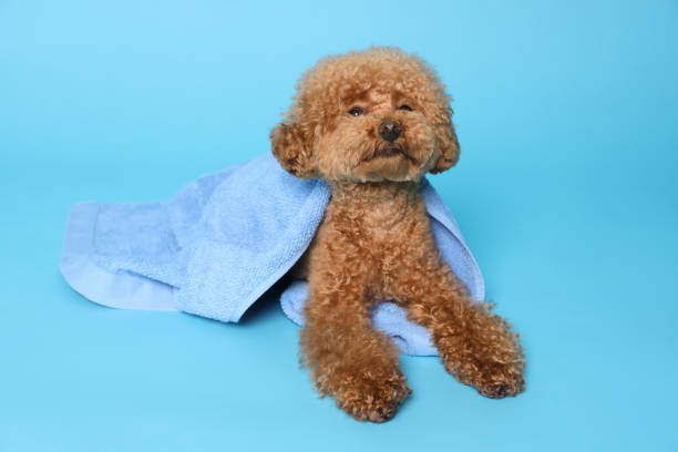 istock Cute Maltipoo dog wrapped in towel on light blue background 1920960182