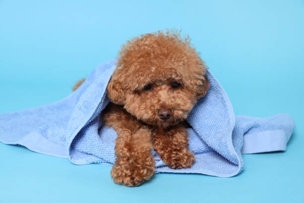 istock Cute Maltipoo dog wrapped in towel on light blue background 1920960183