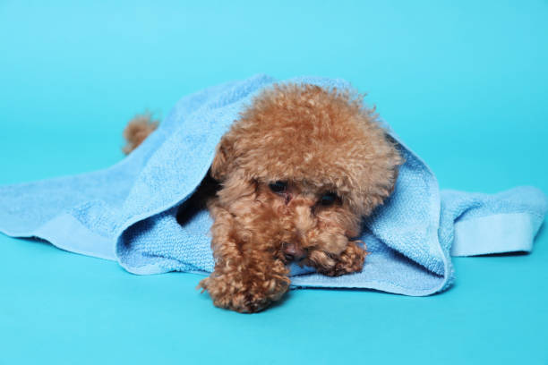 istock Cute Maltipoo dog wrapped in towel on light blue background 1920960696