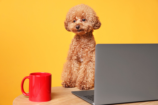 Cute Maltipoo dog at desk with laptop and red cup against orange background
