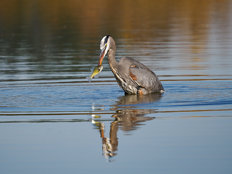 Great Blue Heron Fish in Mouth Wetland Pond Oregon