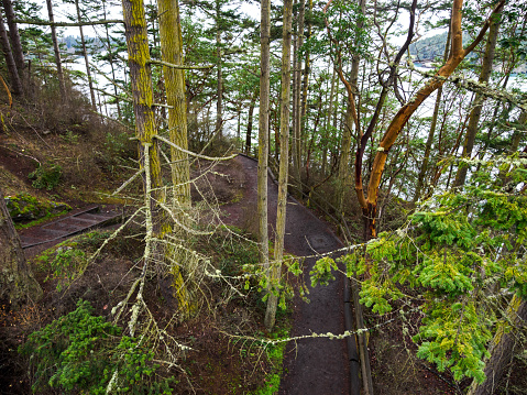 A forest trail at Deception Pass Park by the bridge in Washington State. This is on Whidbey Island.