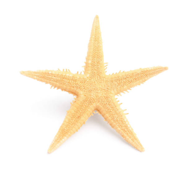 istock Beautiful sea star (starfish) isolated on white 1920966382