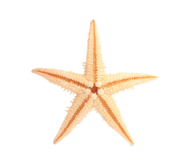 istock Beautiful sea star (starfish) isolated on white 1920966407