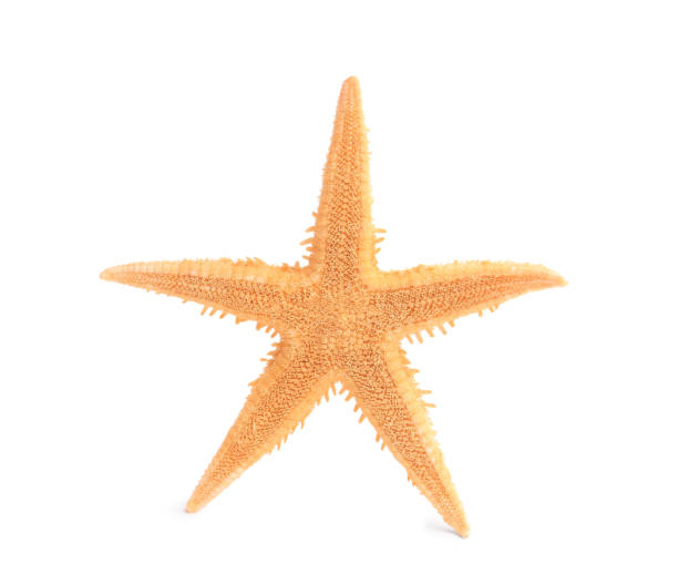 istock Beautiful sea star (starfish) isolated on white 1920966408