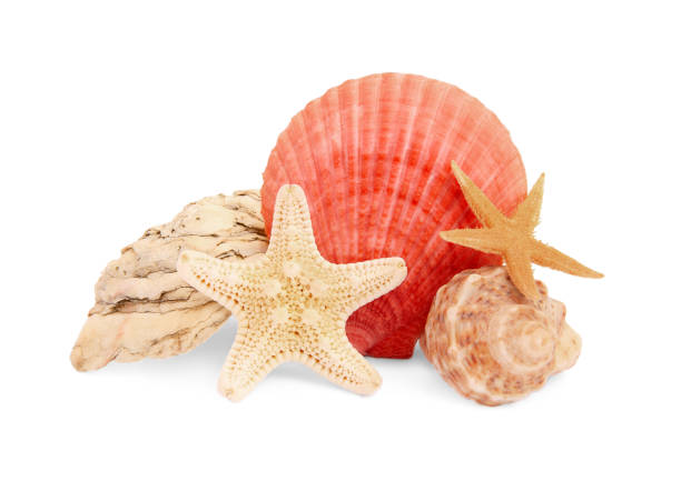 istock Beautiful sea stars (starfishes), stone and seashells isolated on white 1920968000