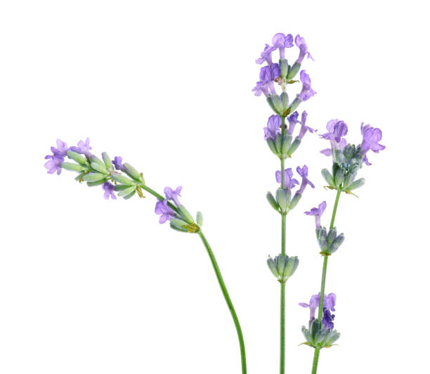 istock Beautiful blooming lavender flowers isolated on white 1920968001