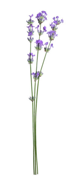 istock Beautiful blooming lavender flowers isolated on white 1920968003