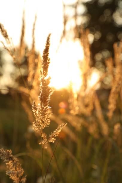 istock Beautiful view of reed grass growing in meadow at sunset, space for text 1920968009