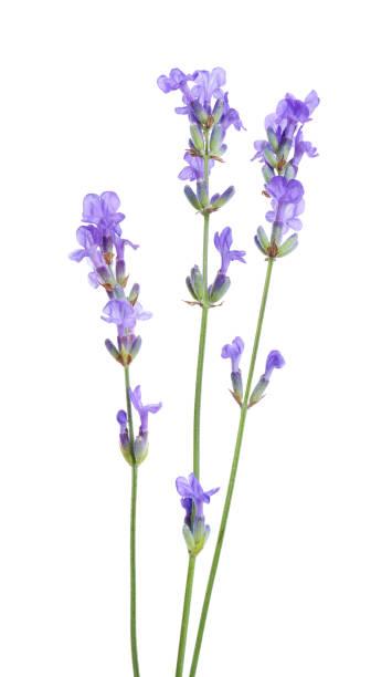 istock Beautiful blooming lavender flowers isolated on white 1920969118