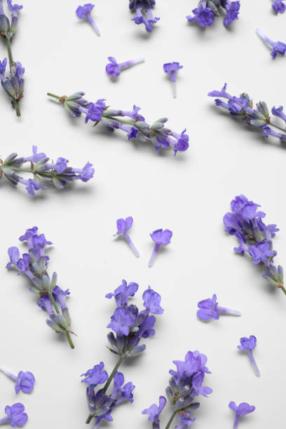 istock Beautiful aromatic lavender flowers on white background, flat lay 1920969134