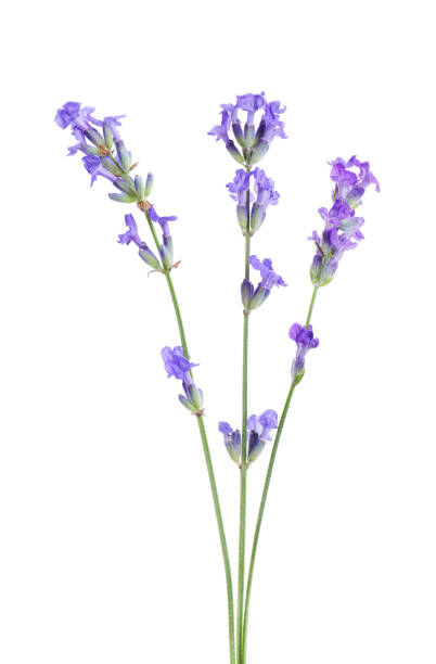istock Beautiful blooming lavender flowers isolated on white 1920969155
