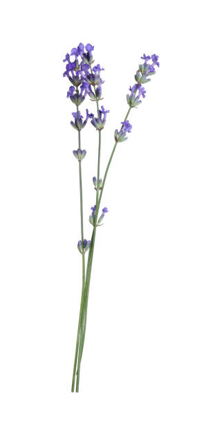 istock Beautiful blooming lavender flowers isolated on white 1920969159