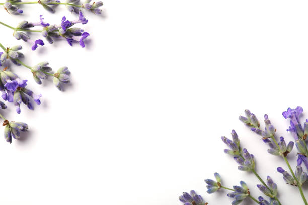 istock Beautiful aromatic lavender flowers on white background, flat lay. Space for text 1920969702