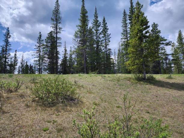 istock The beauty of Albertan nature. 1920969711
